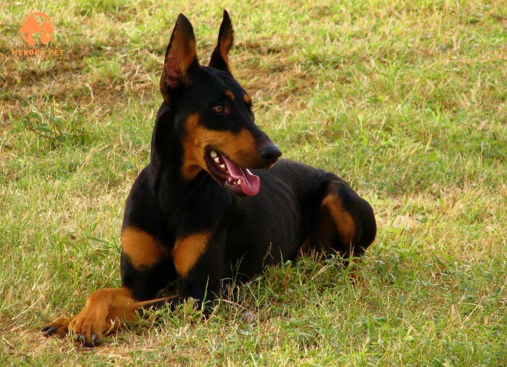 Khám Phá Thế Giới Chó Doberman: Mua Bán Uy Tín Tại TP.HCM, Bình Dương, Đồng Nai